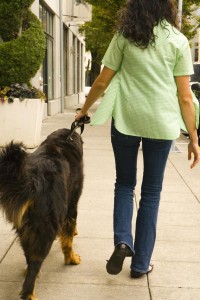 Hunde er dejlige