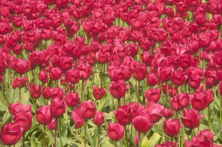 Levering af blomster