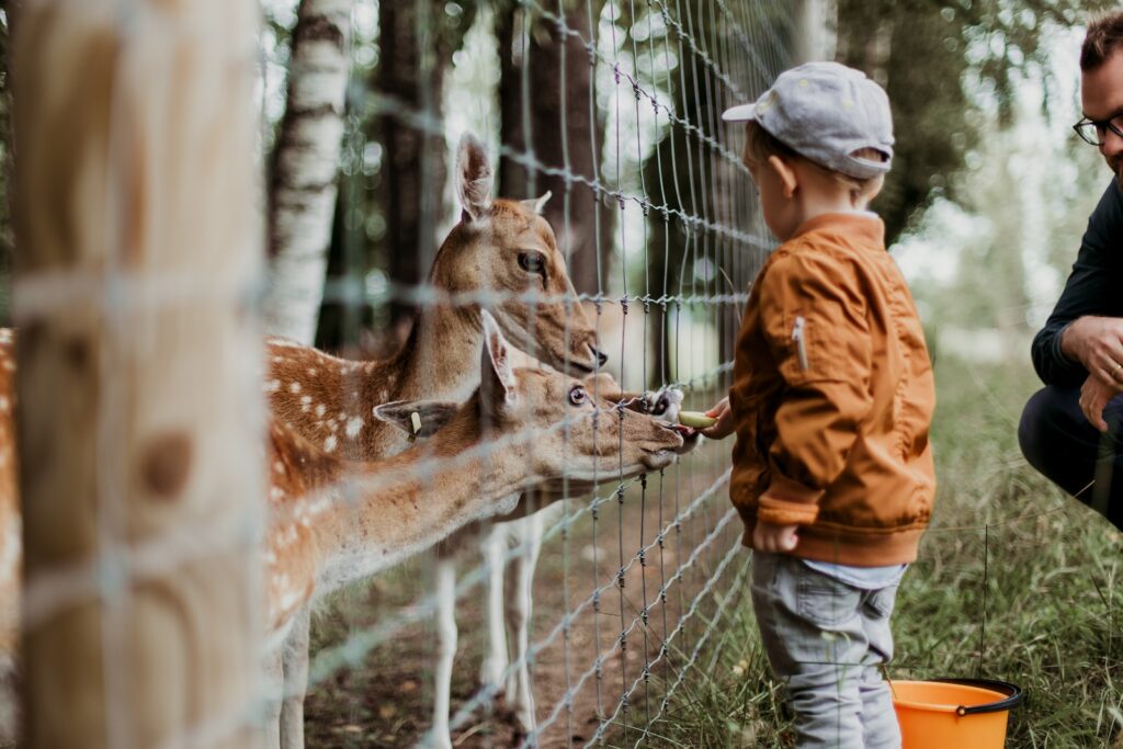 Børn elsker dyrene i mini-zoo