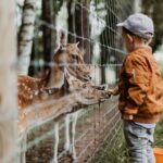 Børn elsker dyrene i mini-zoo